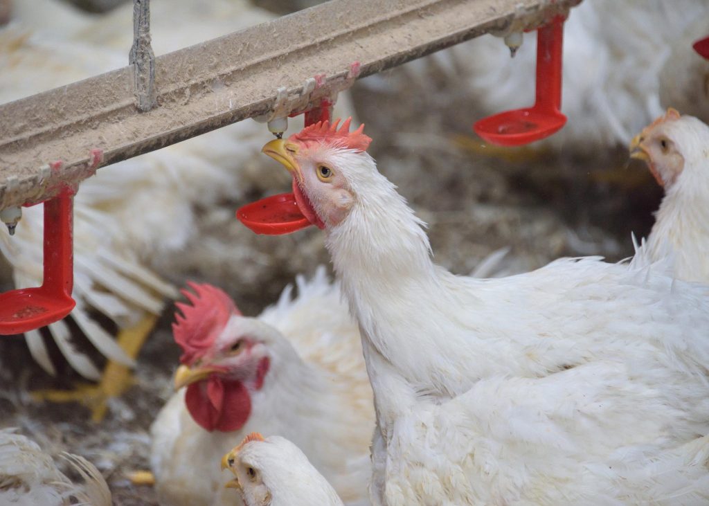 Mississippi Poultry Processor Begins $25 Million Expansion, Creating Over 20 New Jobs