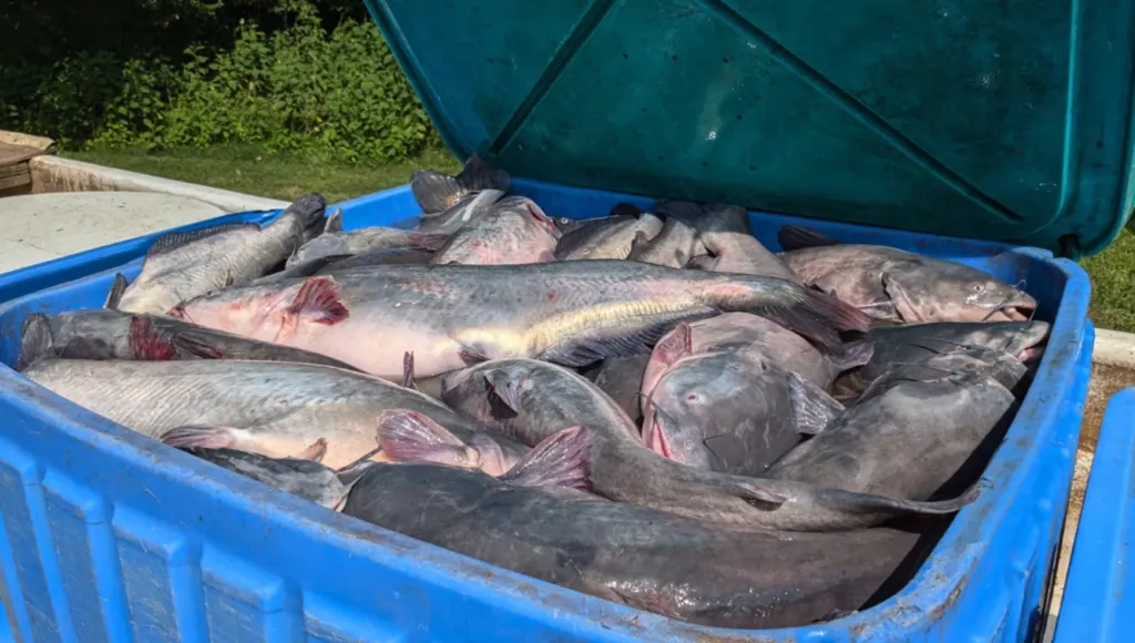 DNR Researchers Remove Nearly 1.5 Tons of Invasive Catfish from Chesapeake Bay